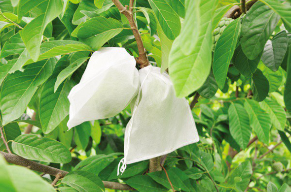 Sử dụng túi bọc trái cây đúng cách - hiệu quả kinh tế vượt ngoài mong đợi