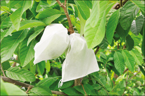 In túi vải không dệt bao bọc trái cây tại hà nội