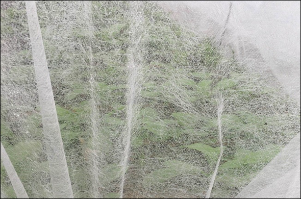 Ứng dụng của vải không dệt trong nông nghiệp